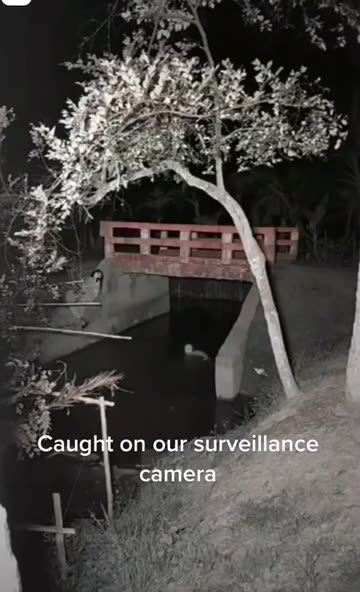 Caught this thing in a tree