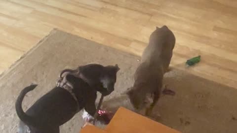 meatball & fatty paddy