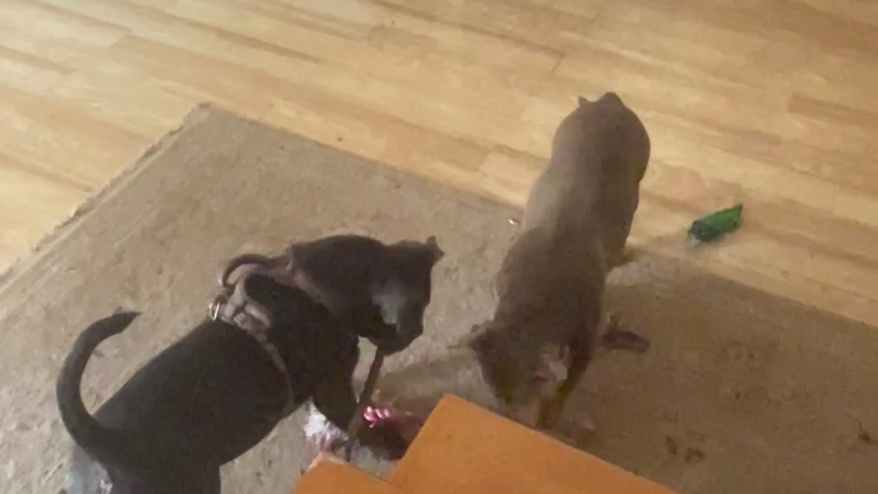meatball & fatty paddy