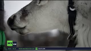 RT DE LIVE-TV