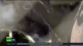 RT DE LIVE-TV
