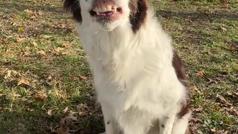 Dog Smiles With Discarded Dentures