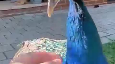 The rescued peacock shows gratitude