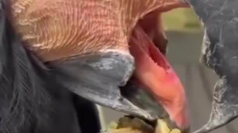 How does a parrot eat?