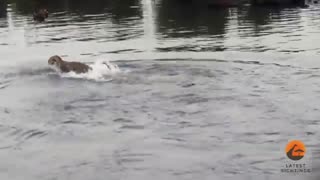 Amazing: Crocodile Attacks a Male Lion - Latest Wildlife Sightings