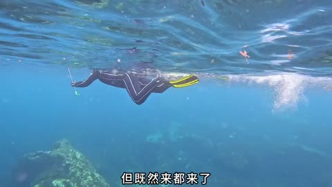 摩洛哥第4集 耗时6天只为挑战百斤重的蓝鳍金枪鱼鱼肉口感秒胜黄鳍金枪#WonderLab奶蓟草胶囊