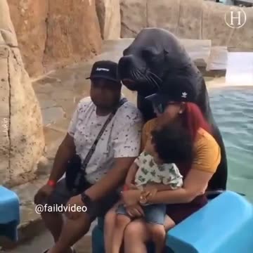 A Cool Seal Poses for the Camera