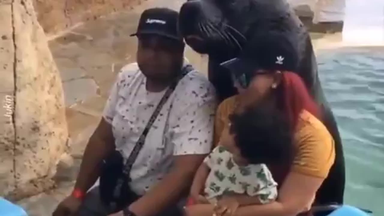 A Cool Seal Poses for the Camera