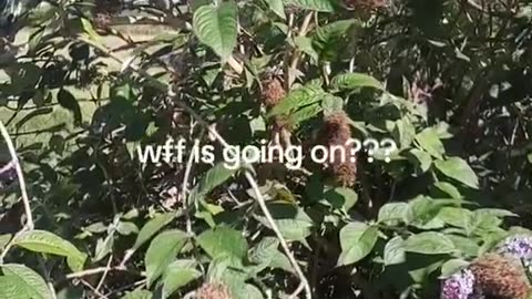 “Where are all the bees & insects?”