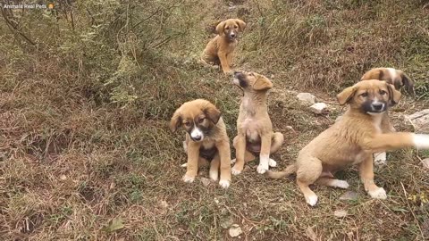 Cute puppy Dog