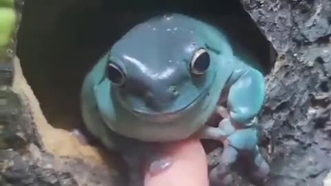 He looks like he’s gonna grant you a wish 🐸