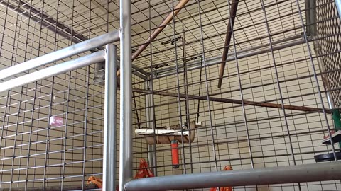 Bush baby peeks around