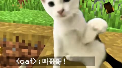 Call me brother #Minecraft #cat