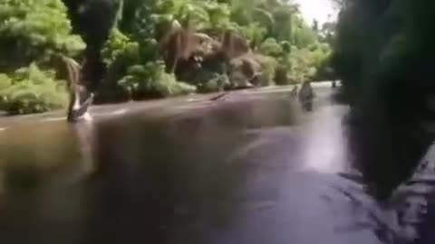 river of alligators😆