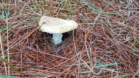 Mushroom