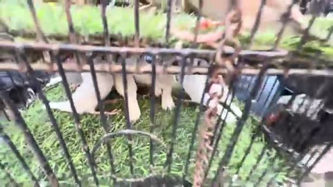 Karachi Birds market 16/11/25