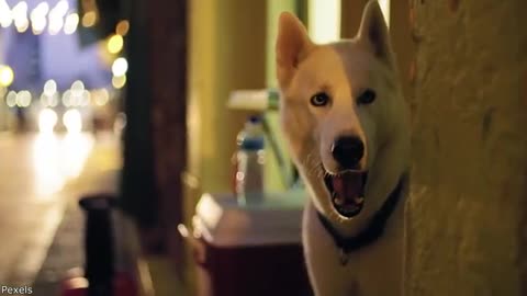 Your Daily Dose of Pets