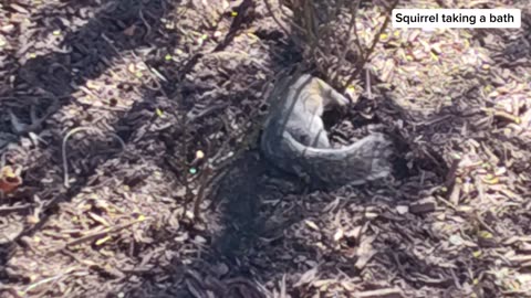 Mika The Squirrel is taking a bath in the mulch