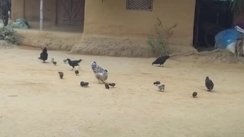 Chicken and Chicks Feeding Time | Peaceful Village Farm Life