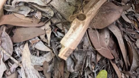 SURVIVAL CHALLENGE: Australia's Most INSANE Survival Story