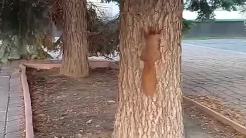 Squirrelly square dance