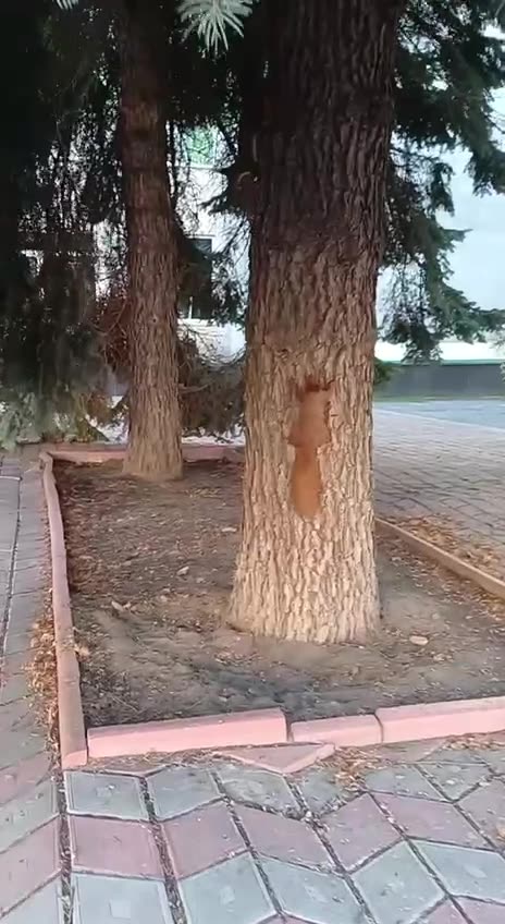 Squirrelly square dance