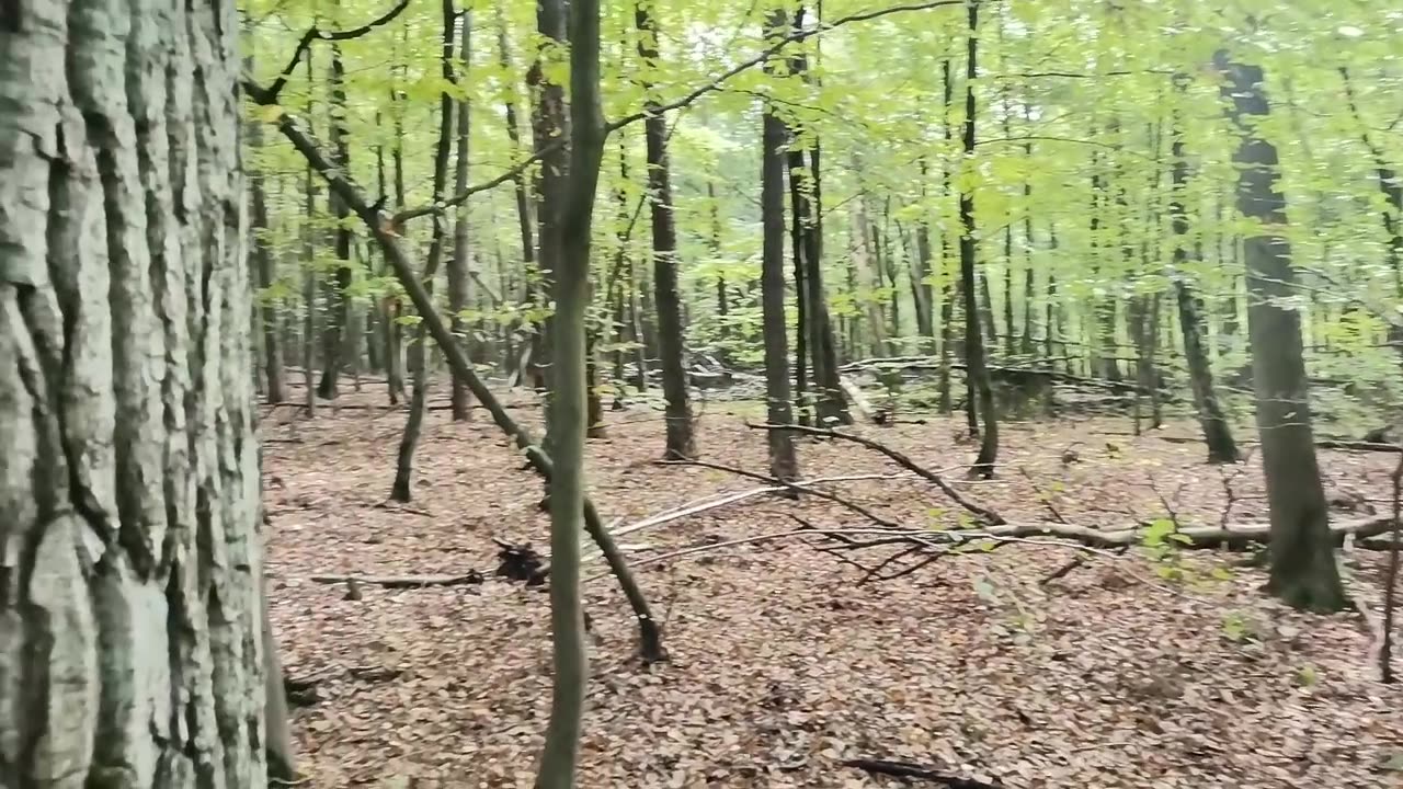 zobaczyć uszami ...