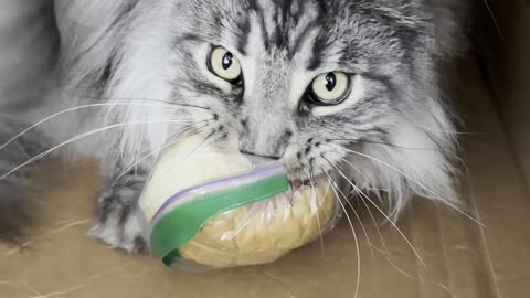 Maine Coon Cat Roman Steals a Sandwich