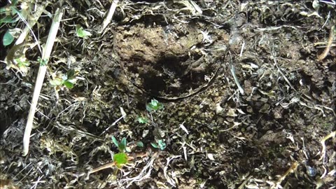 Trapdoor Spider Feasts On Earwigs