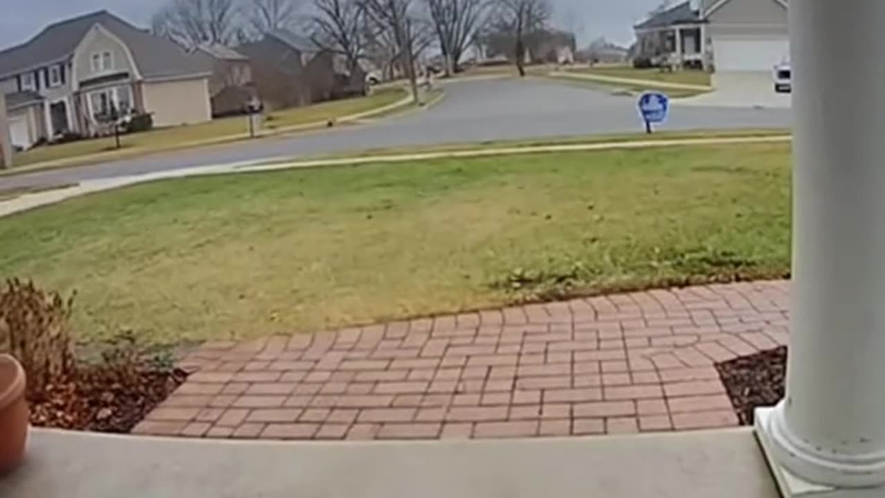 Cat in the Hurricane
