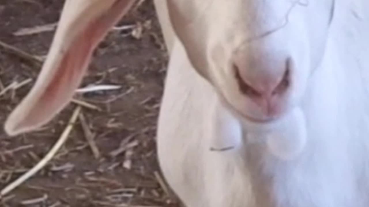 goat