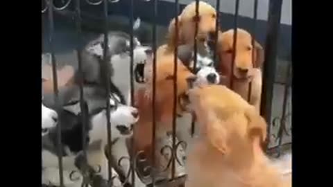 Animals funny stunts.