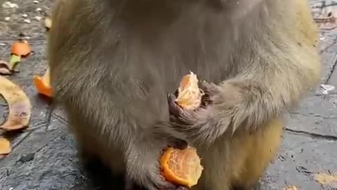 Smart monkey peels a tangerine and spits out the seeds. 🐒