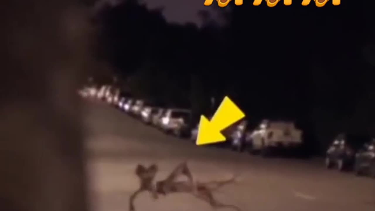 🐕👀 What Breed of Dog is That? (Not What You Think!)