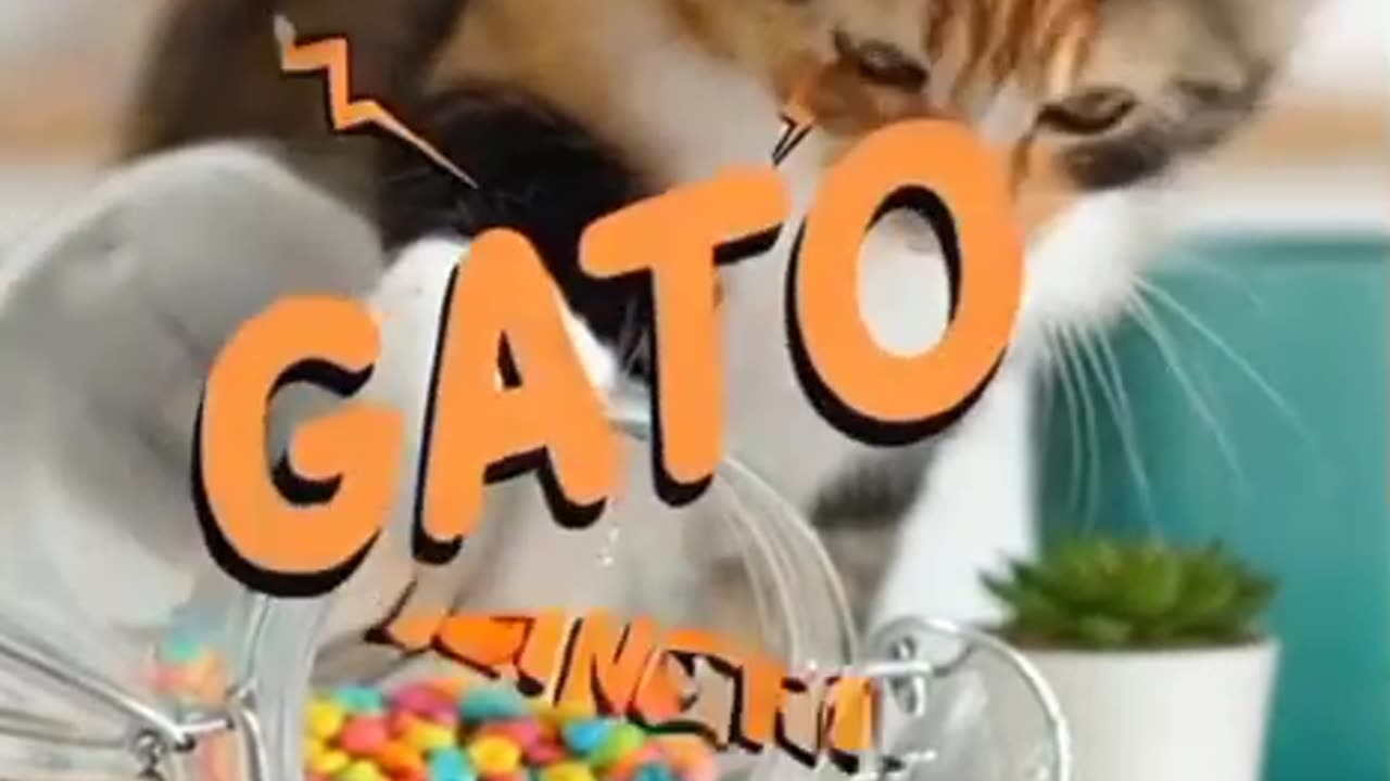 Cats: 5 Interesting Facts