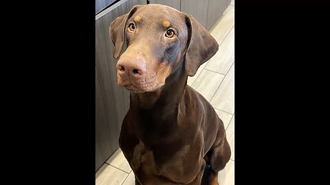 Charlie video of the day