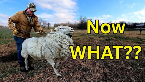 End of Breeding Season. Running rams together.