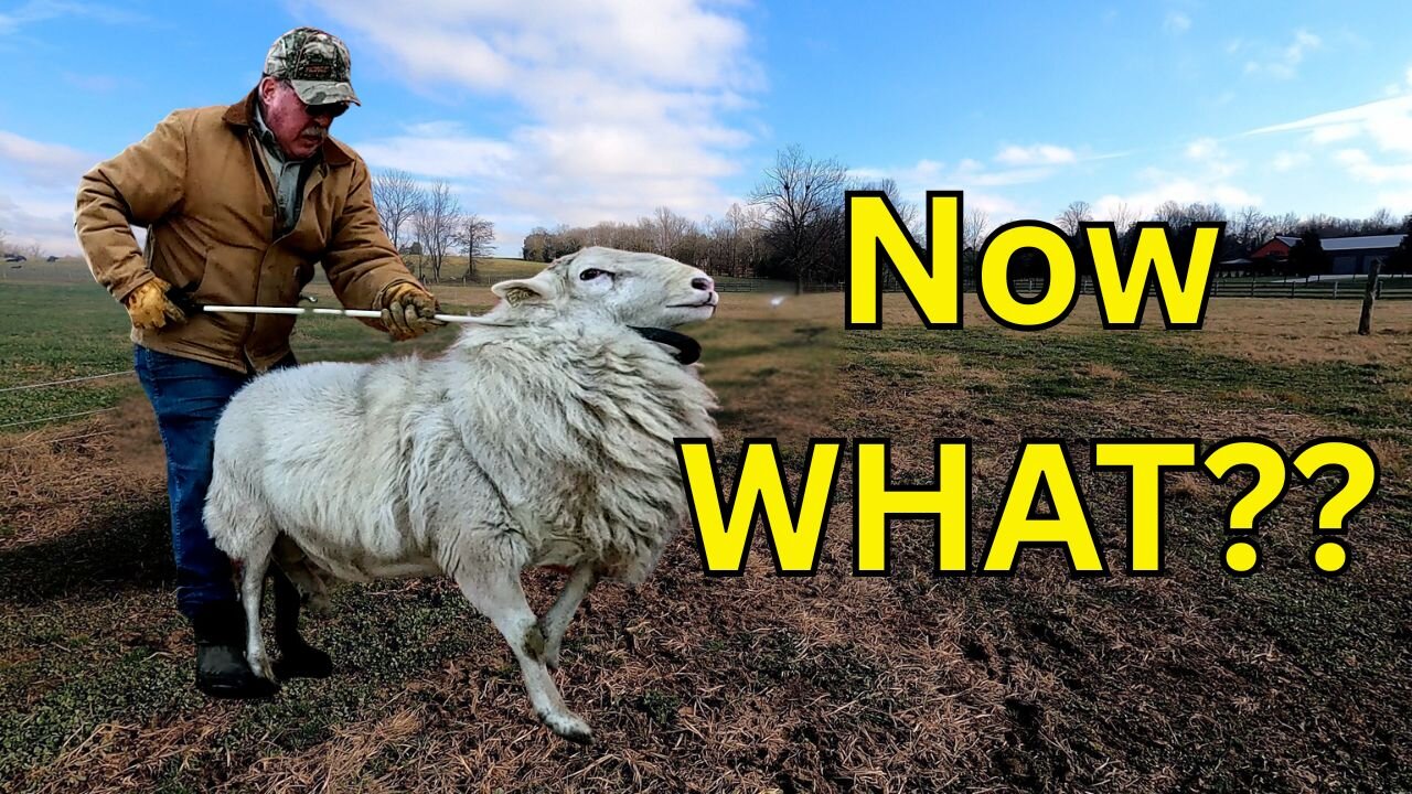 End of Breeding Season. Running rams together.