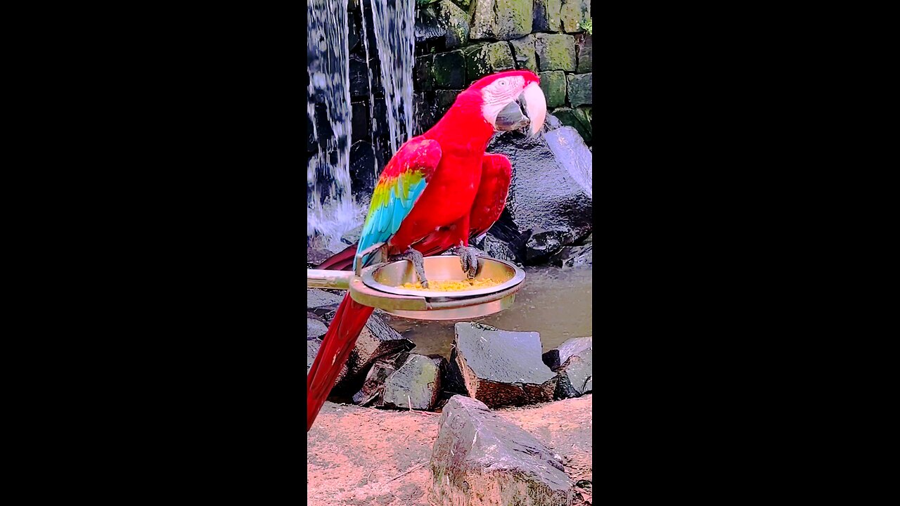Incredible Wildlife! Amazing Facts and Moments