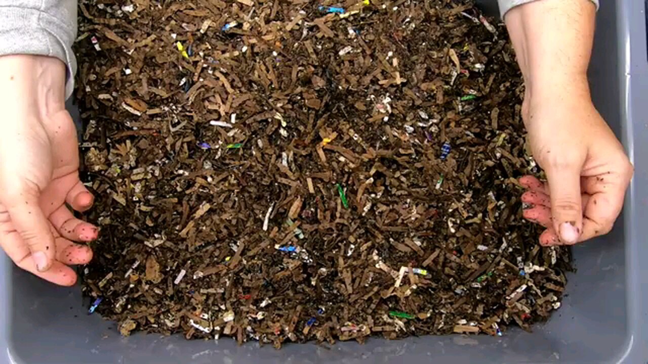 Worm Farm Bin 101- Some BUGS are