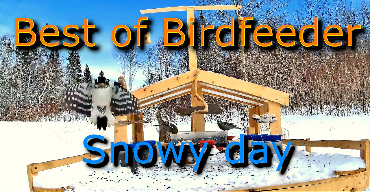 Snowy Day at the Bird Feeder
