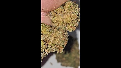 str8 fire White Runtz Starter Azztecmedia Reviews
