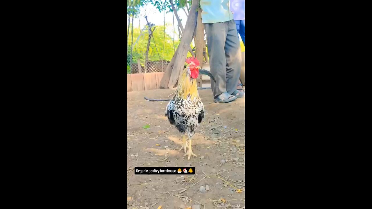 poultry farm