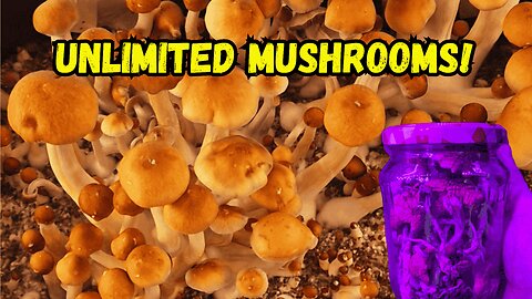 How to Grow Mushrooms from Start to Finish for Less Than €100 (Remake)