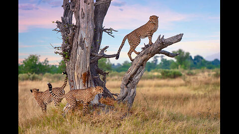 Roar Of The Lion - African Music