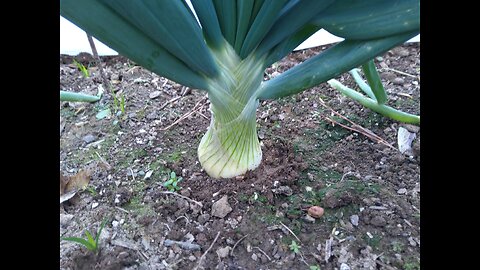 Onions Bulbing Stop Fertilizing 1/2/26