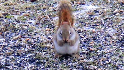 Red Squirrels