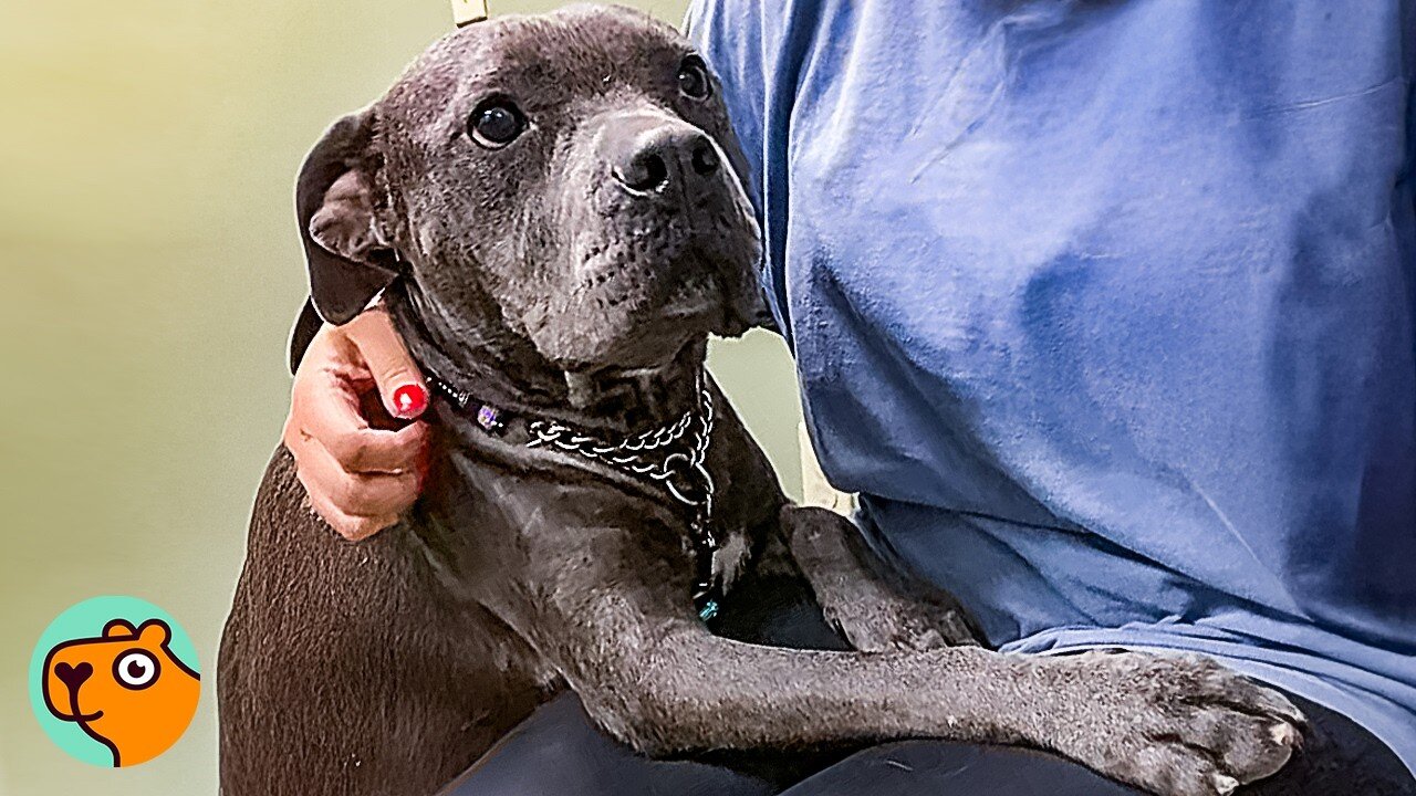 Terrified Pitbull Won’t Let Rescuers Help Her. Watch Her Now! | Cuddle Buddies