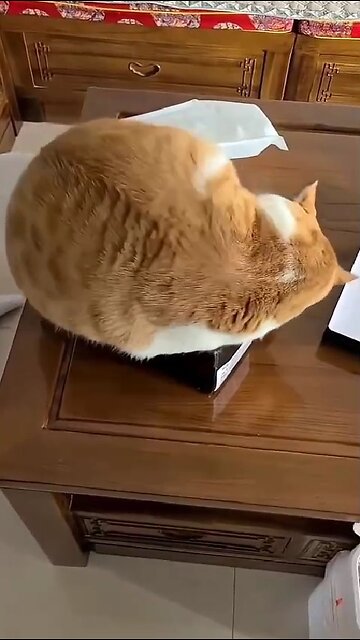 Every cat needs its own box.