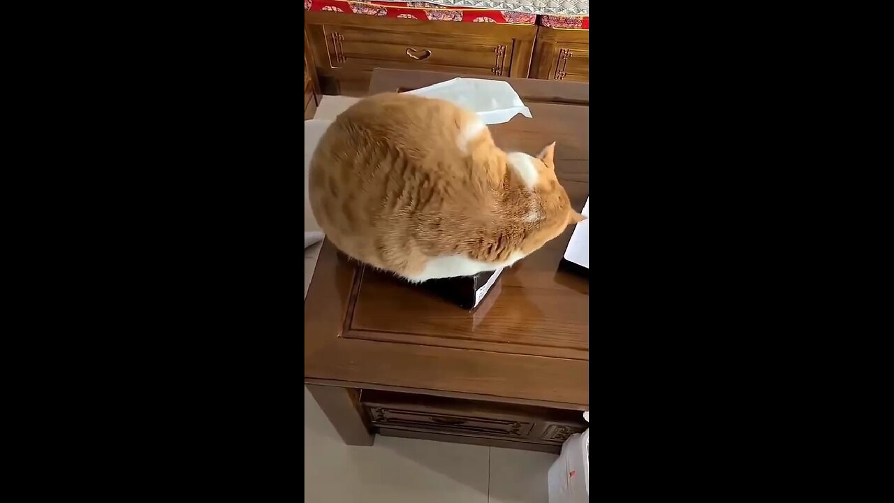 Every cat needs its own box.